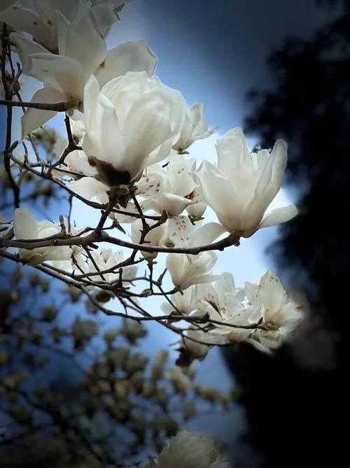 冬天梦见花开_1