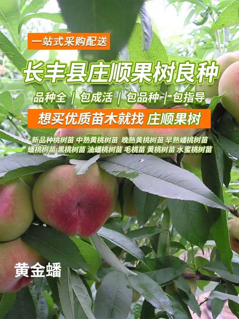 桃子树苗多少钱一棵_1