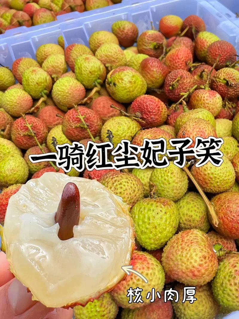 一骑红尘妃子笑,无人知是荔枝来出自-妃子笑荔枝来