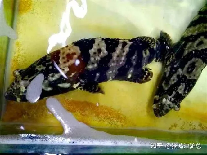 海南历史上有过老虎吗_1