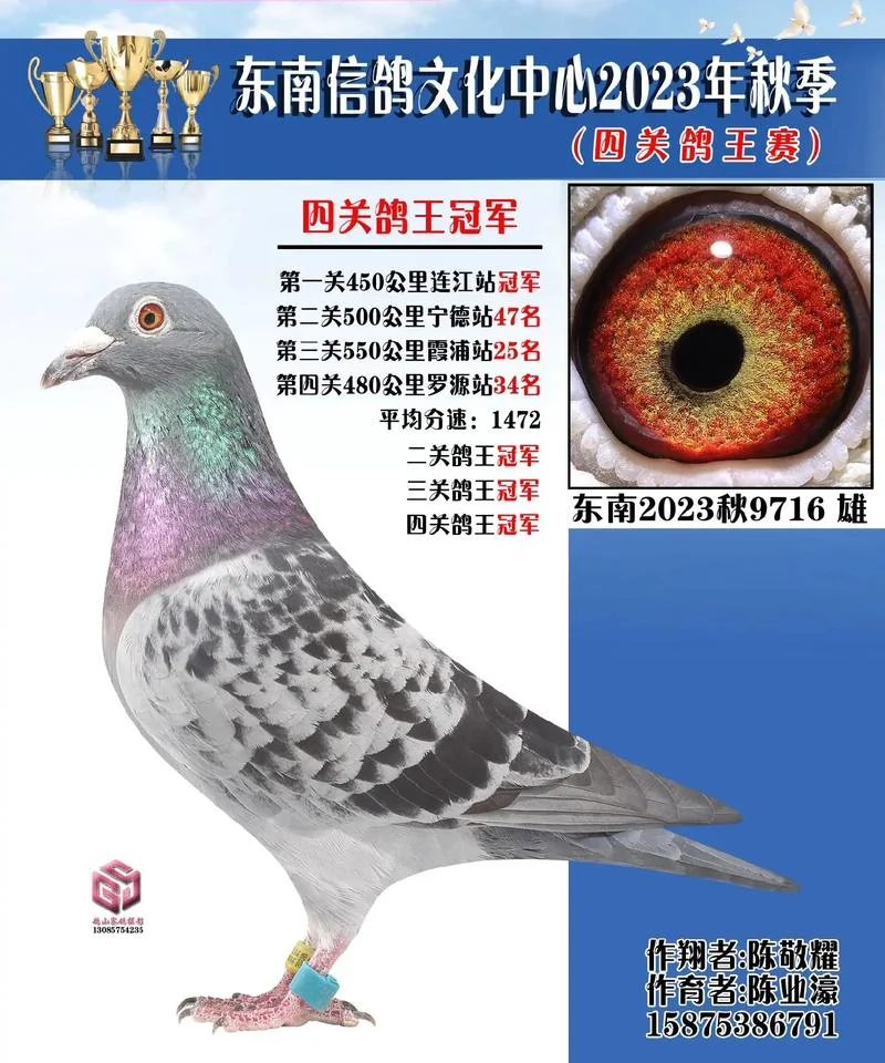 王永贵鸽舍成绩照片-王鸽舍成绩照