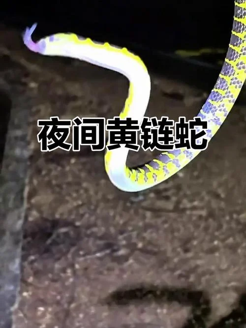 梦见一条黄蛇向我扑来_2