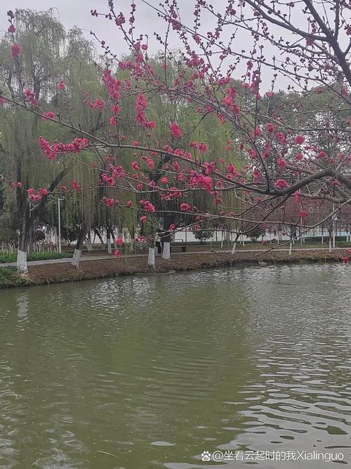 锦鳞游泳上一句_2