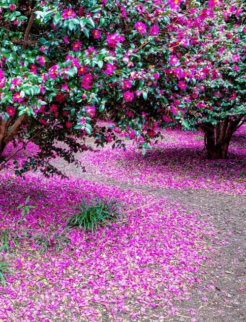 冬天梦见花开_2