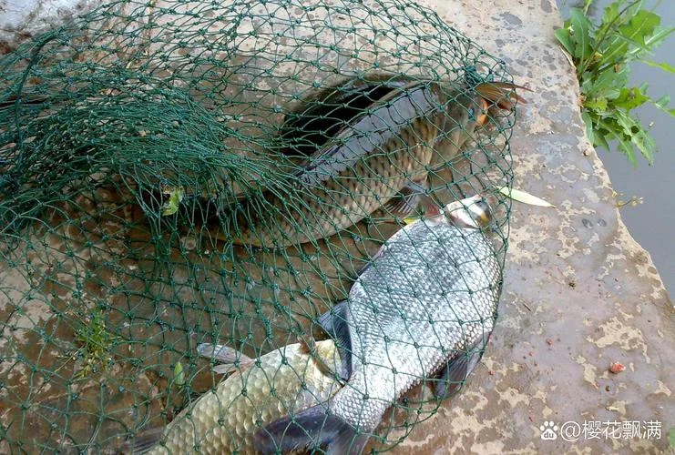 梦见钓到鱼怎么解释_1