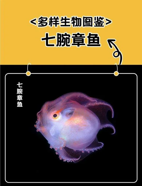 梦到章鱼有什么预兆_1