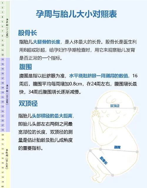 胎儿大小在线计算公式_1