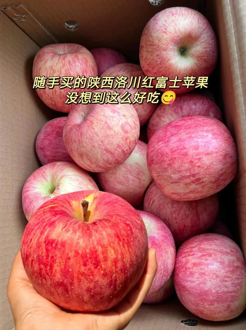 洛川红富士苹果介绍-洛川红富士苹果简介
