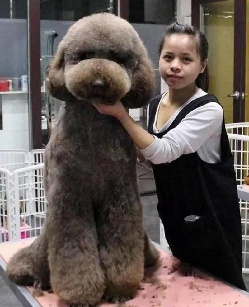 巨型贵宾犬多少钱_1