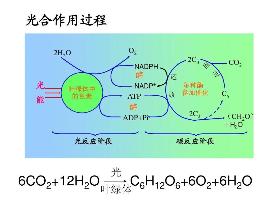绿色植物光合作用原理-光合作用原理