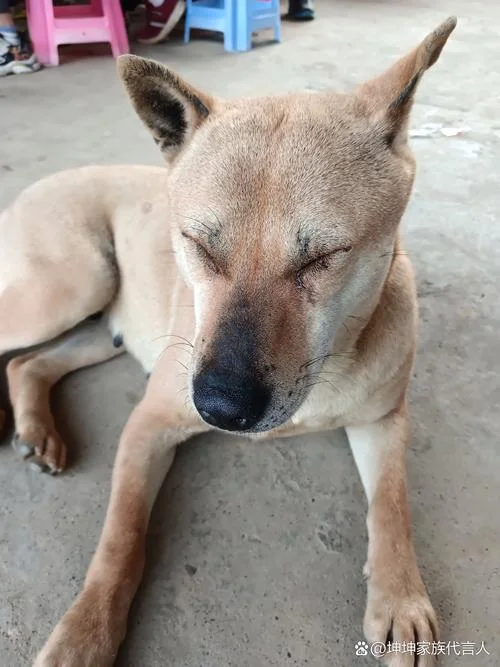 细狗多少钱一只河北_1