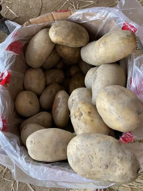 土豆一斤多少钱_1