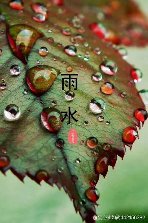 一盒雨水什么含义_2