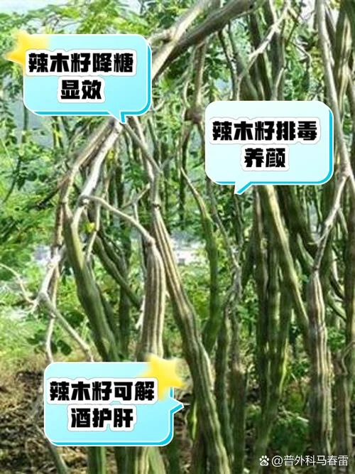 辣木籽吃了苦是为什么-辣木籽苦味由来