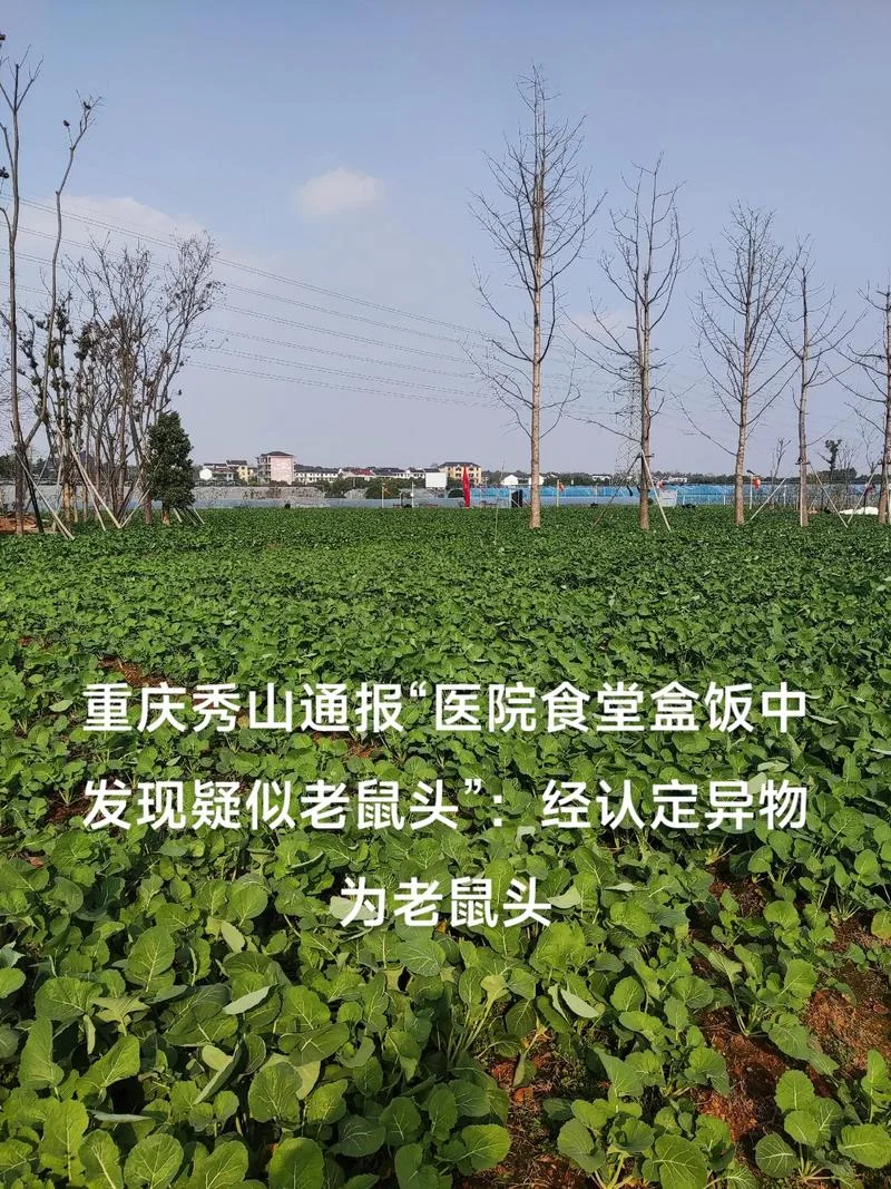 梦见把老鼠的头打断了_2