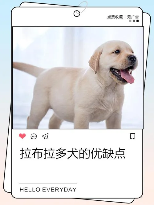 拉布拉多犬怎么起名-拉布拉多犬起名建议