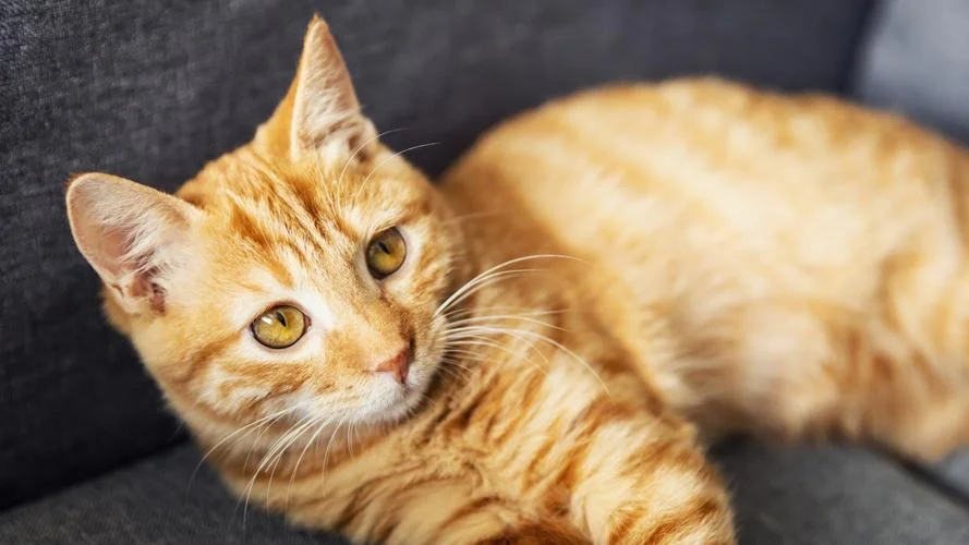 梦见黄色小猫_1