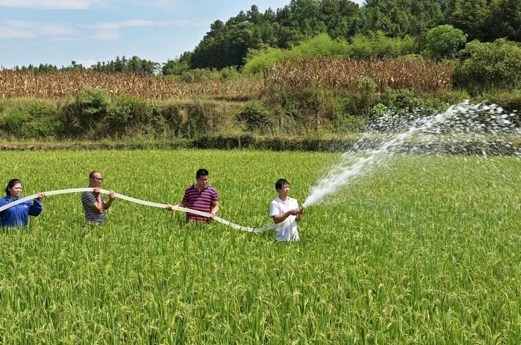 梦见抽水灌溉稻田_1