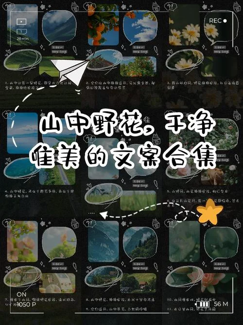 野花图片文案_1