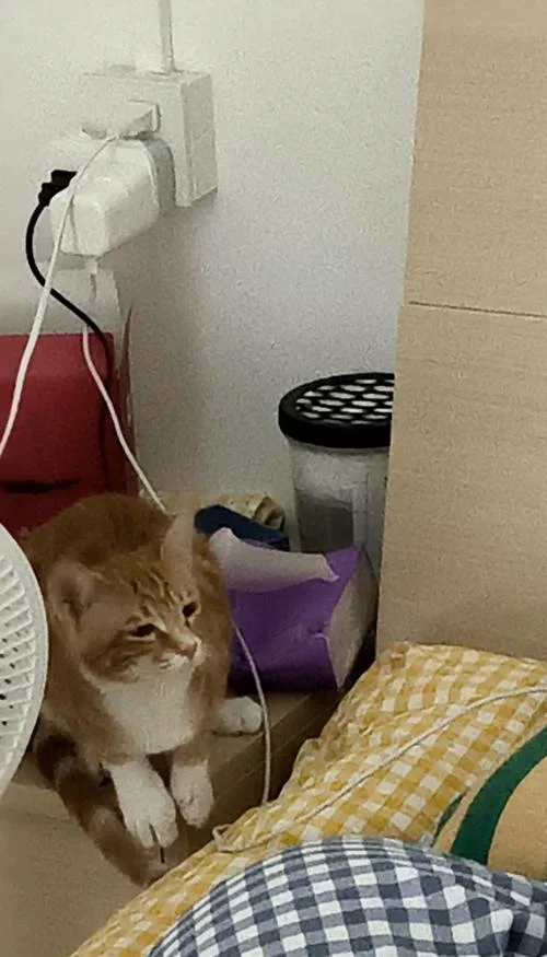 梦到被熊追_1