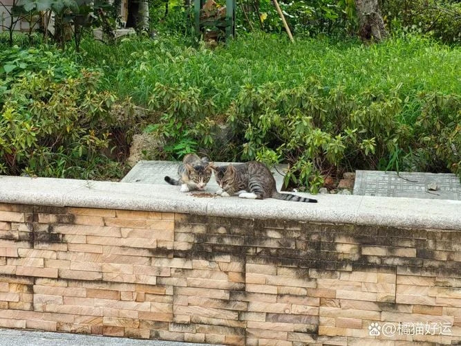 梦见喂猫吃猫粮_2