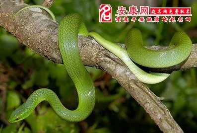 梦见病人身下有蛇_1