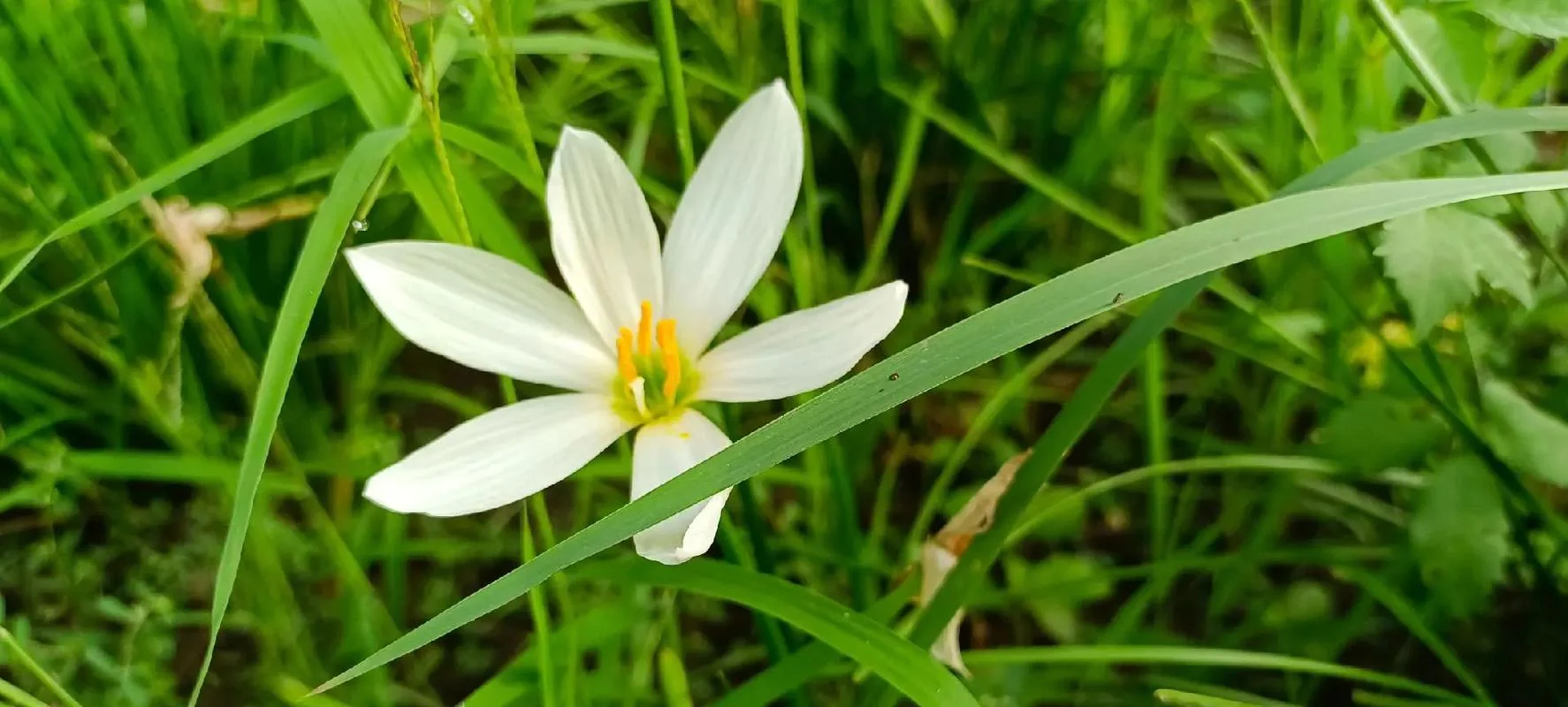 梦见小花_1
