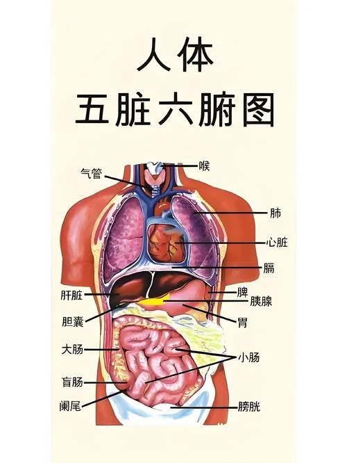 六腑面相-六腑面相分析