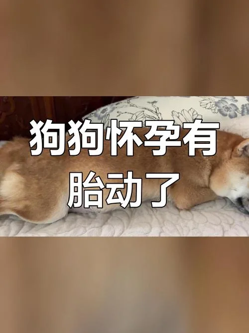 孕妇梦到黄狗跟着自己_1