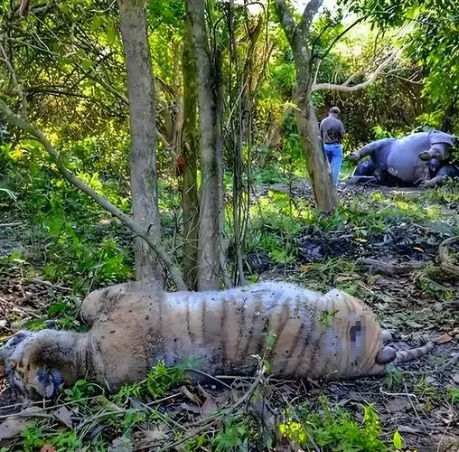 梦见老虎已死_1