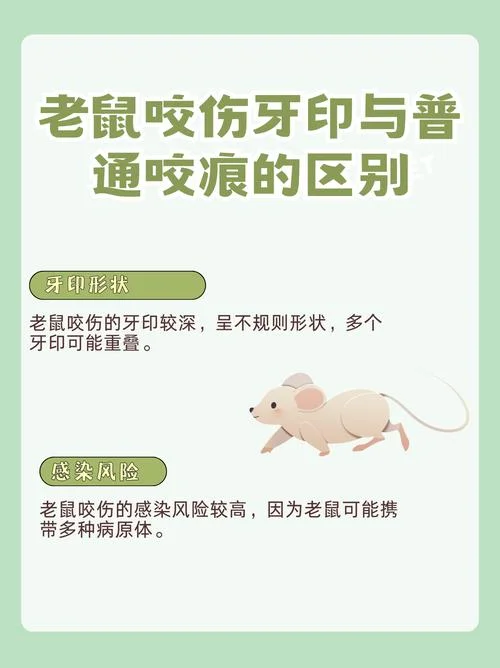 做梦被老鼠咬是什么意思_1