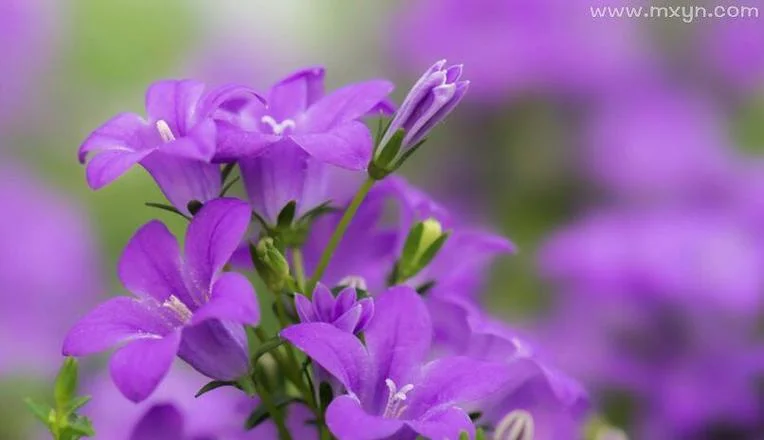 解梦梦到花_1