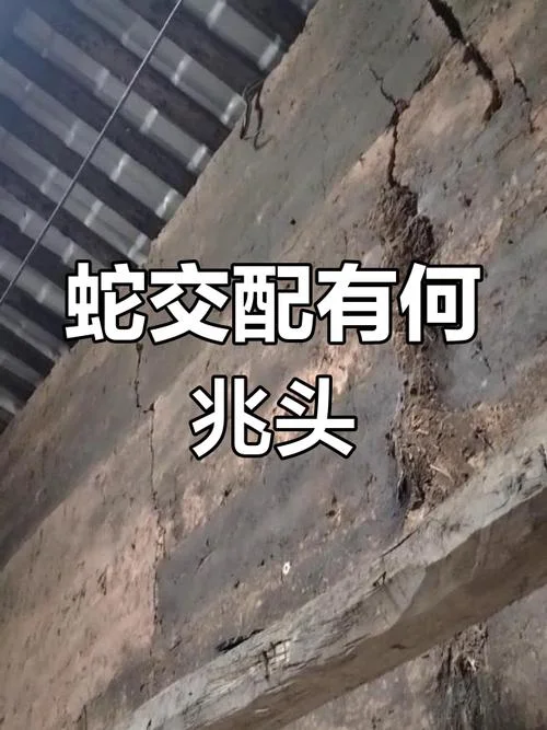 梦见两条蛇打架互相咬-两条蛇打架互咬梦