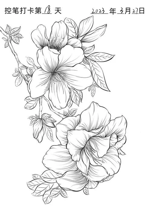 简笔画杜鹃花图片-简笔画杜鹃花图