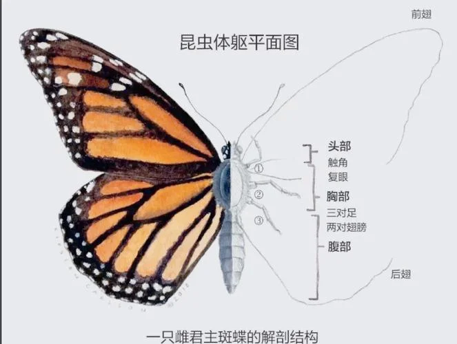 蝴蝶定理详细介绍_2