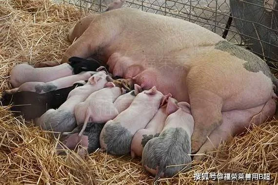 梦见母猪带一窝小猪_2