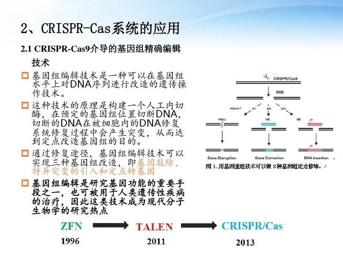 基因敲除原理和方法-基因敲除原理方法