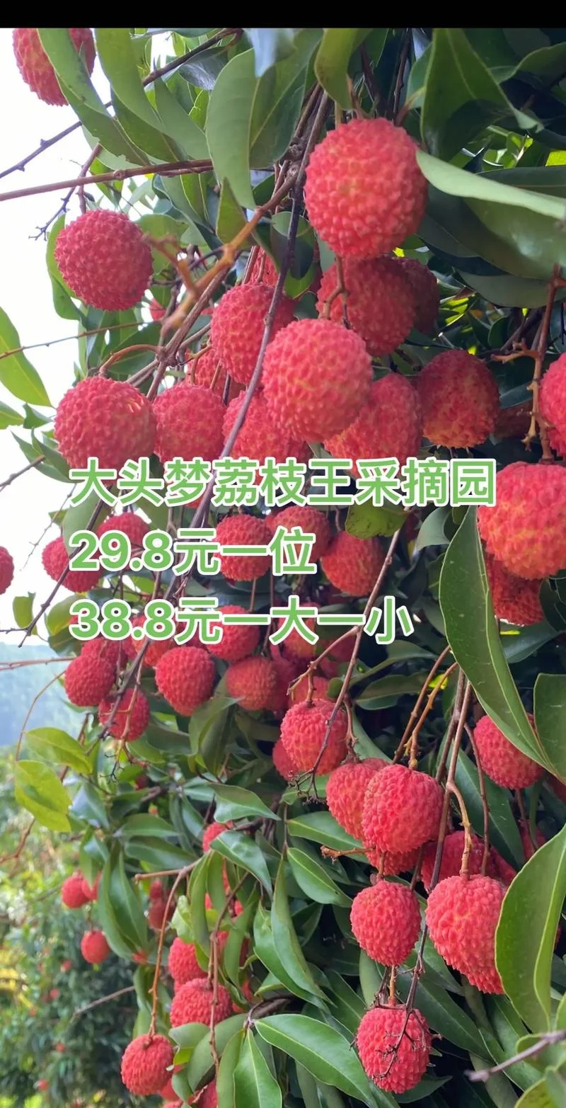 梦见摘番荔枝-摘番荔枝梦境