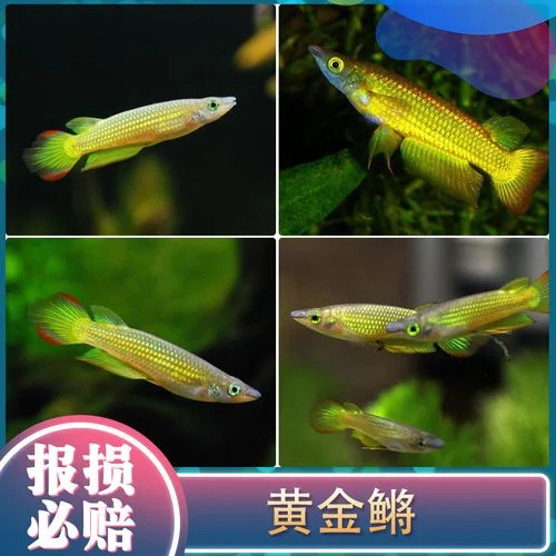 5公分小金龙鱼多少钱_2
