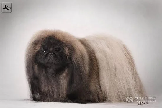 纯种北京犬多少钱一只_2
