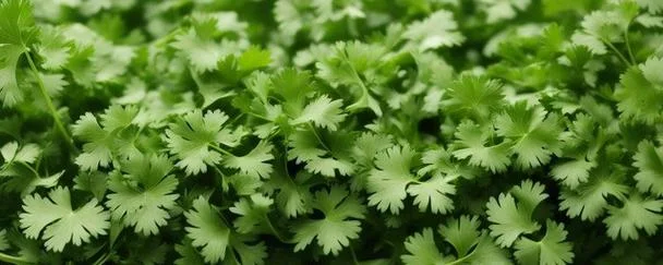 梦见香菜是什么预兆_1