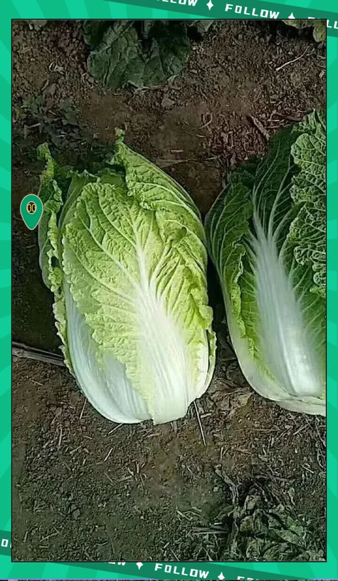 梦见自己购买白菜_1