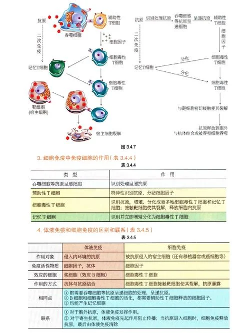 什么是群体免疫原理-群体免疫原理