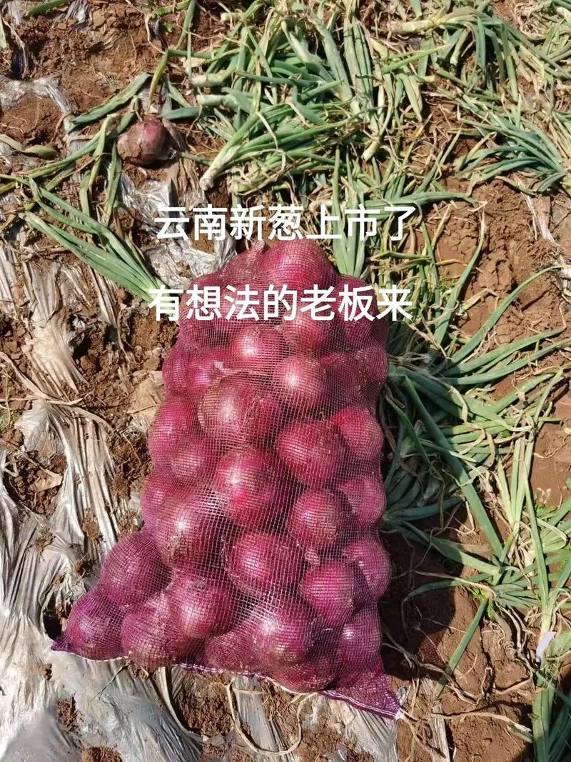 洋葱多少钱_2