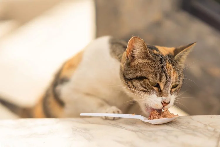 梦到猫偷吃东西_2