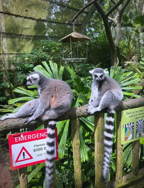 新加坡几月去比较好-新加坡最佳旅游月