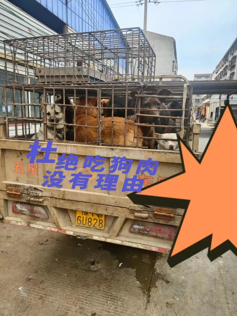 梦见把狗打死吃狗肉_2