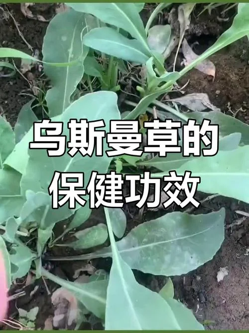 乌斯玛草生发原理_2