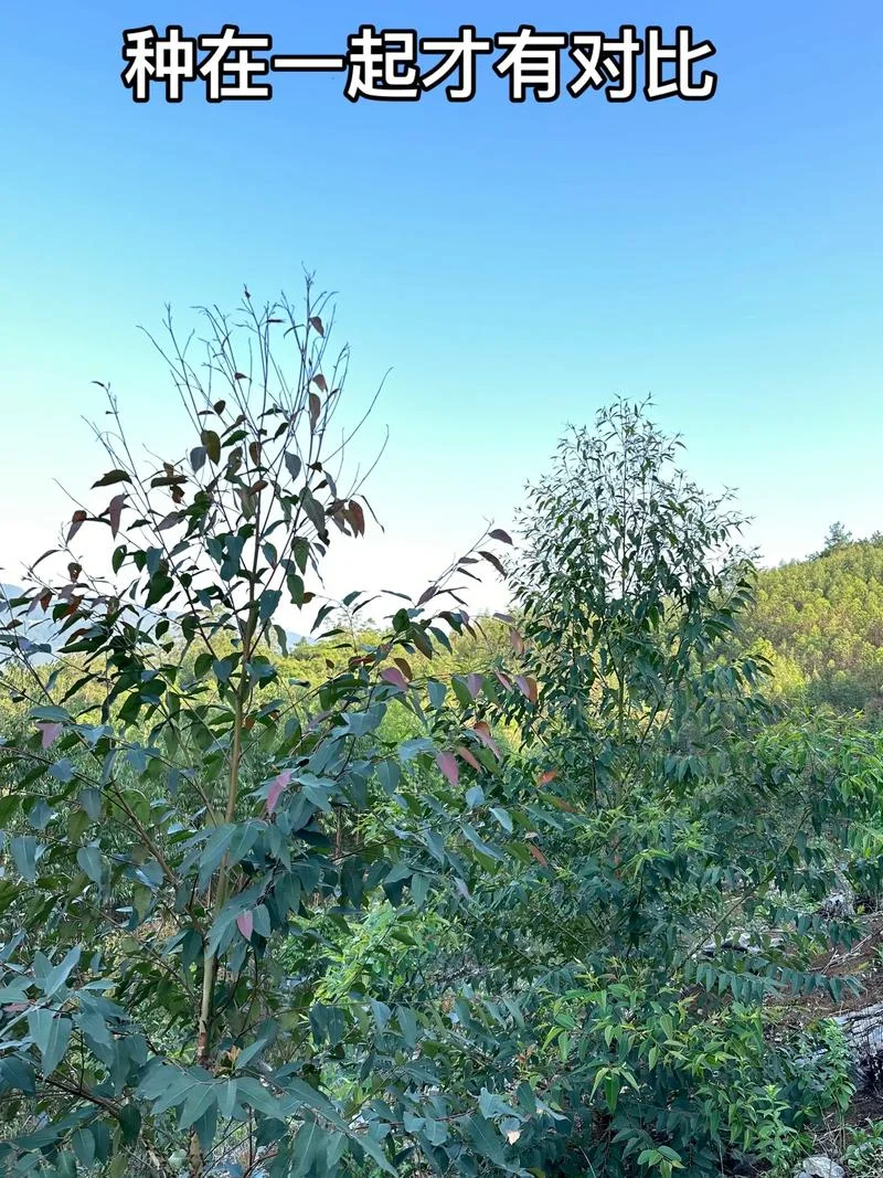 一亩地能种多少棵桉树-一亩地桉树能种