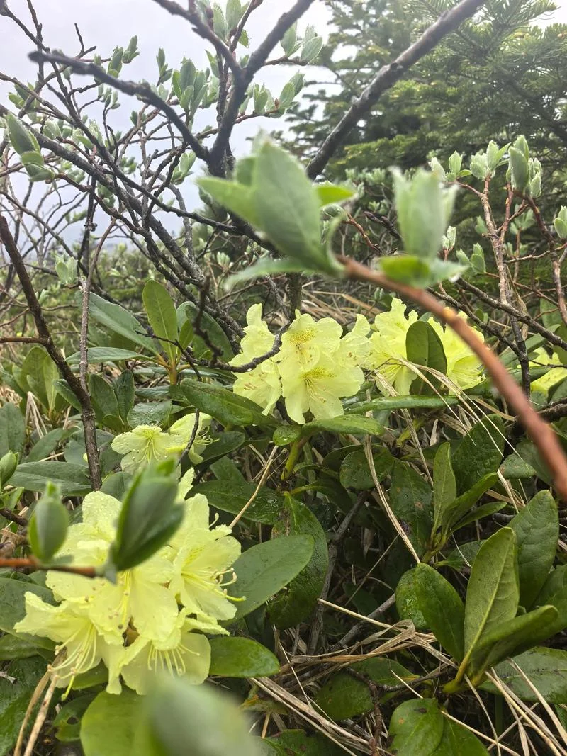 杜鹃花开的地方感悟_1